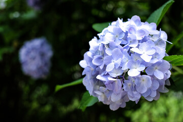 Blue hydrangea. / 青色の紫陽花