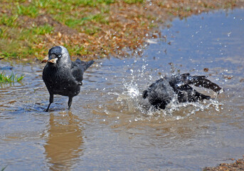 Crows in the puddle
