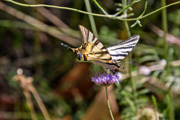 papillon le flambé en gros plan	