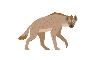 Spotted hyena (Crocuta crocuta) african native wild animal, flat style vector illustration isolated on white background