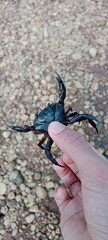 a little crab on my hands