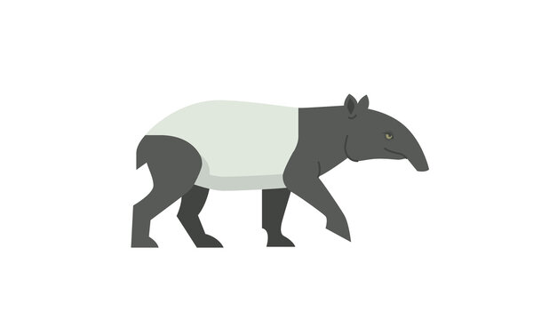 Malayan Tapir (Tapirus indicus), asian tapir, Acrocodia indica in side angle view, asian native wild animal isolated flat vector illustration