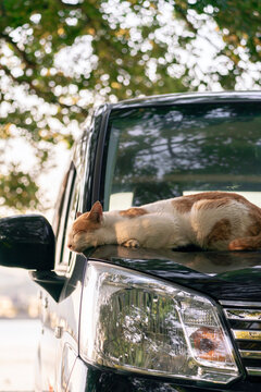 ボンネットの上で眠る猫