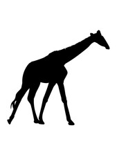 giraffe drawing silhouette black with white isolated vector illustration