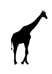giraffe drawing silhouette black with white isolated vector illustration