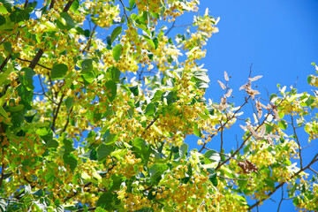 Blooming linden branches against the blue sky.