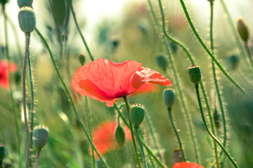 Poppy flowers. Red flowers. Photo of nature.
