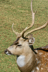 Naklejka na ściany i meble Fallow Deer buck, game farm, South Africa