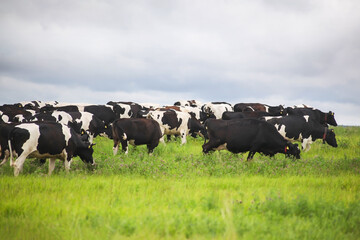 Black and white cow in the meadow, against a blue sky.