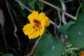 Close up Nasturtium Flower