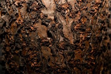 old tree bark texture. suitable for wallpaper and background