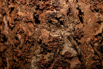 old tree bark texture. suitable for wallpaper and background