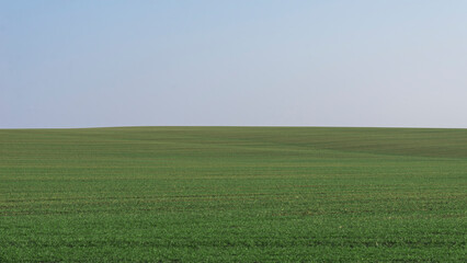 Fototapeta na wymiar Green field with blue sky as background.