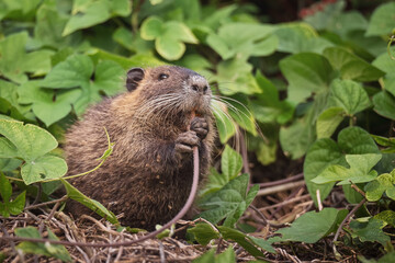 Funny nutria or coypu in wild nature