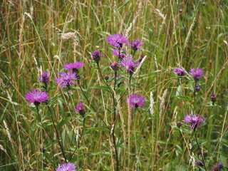 purple flowers in the meadow
