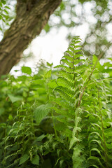 Fern Leaf selektive focus open lens