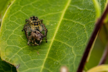 Tiny hairy spider feeding on captured insect after successful hunt