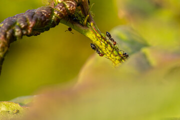 Ants tending greenfly (aphid) for their honeydew