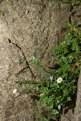 Plantas