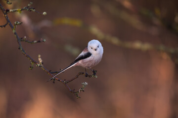 Single cute long-tailed tit bird sitting on the branch