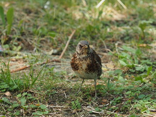 sparrow on grass