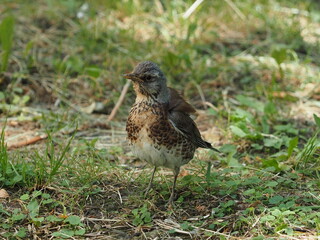 a bird