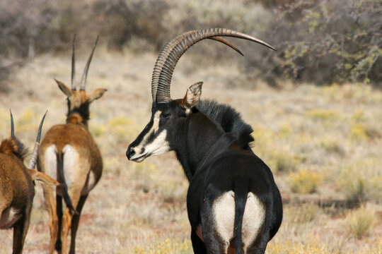 Sable Antelope bull, game farm, South Africa