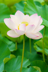 Obraz premium 埼玉県行田市の古代蓮