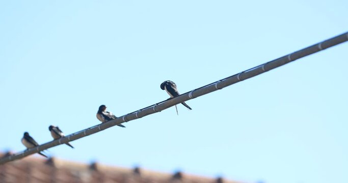 Swallow chicks above a tension wire