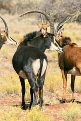Sable Antelope bull, game farm, South Africa