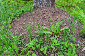 anthill in the forest near tree trunk, close-up