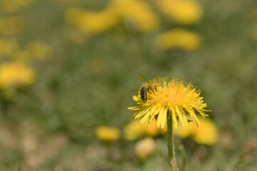 Bee and Taraxacum officinale as dandelion or common dandelion. Polish name 