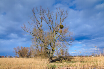 Fototapeta premium a lonely tree in a field where mistletoe grows