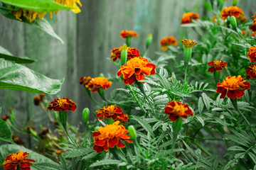 Black Street, marigolds (Tagetes), family flowers Astro
