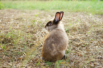 back view young adorable bunny sitting on dry grasses in the countryside