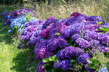Garden hedge of abundant flowering purple and blue nydrangea shrubs