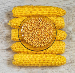 corn grains on a plate on the background of fresh cobs, autumn harvest