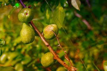 immature big green pear hangs on a branch grows and matures close up