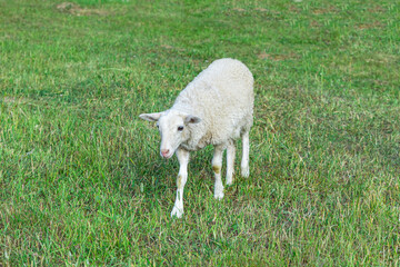 Obraz na płótnie Canvas white lamb walks on the farm lawn on a sunny day