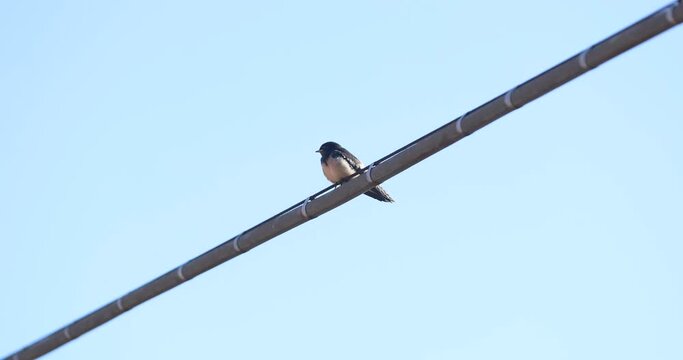 Swallow chicks above a tension wire