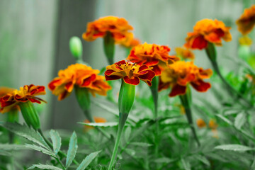 Black Street, marigolds (Tagetes), family flowers Astro