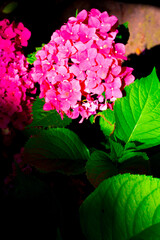 Pink hydrangea macrophylla, commonly referred to as bigleaf hydrangea, is one of the most popular landscape shrubs owing to its large mophead flowers.