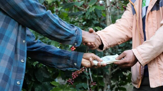 Farmer sale coffee cherry in the plant