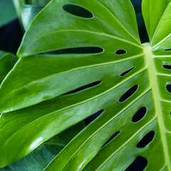 Fototapeta na wymiar Monstera leaf background, Nature background