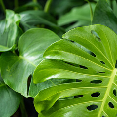 Monstera leaf background, Nature background