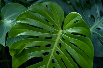Monstera leaf background, Nature background