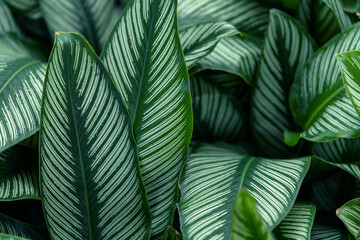 Tropical green leaf background, Nature background