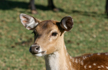 Naklejka na ściany i meble Young Fallow Deer, game farm, South Africa