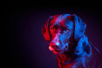 Black Labrador Portrait on black background with blue and red light