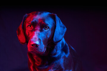 Black Labrador Portrait on black background with blue and red light